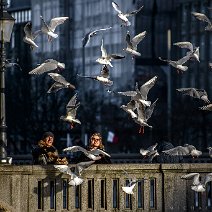 Feeding the birds in Hamburg