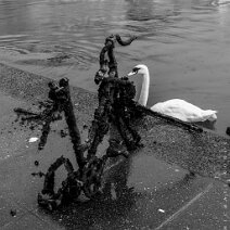 - Hello Swan, how are you?