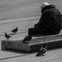 1MZ_2966_2_export_klein The Old Man and the Pigeons