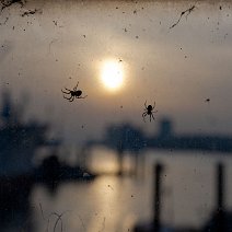 2MZ_0026_export_klein Spiders over Hamburg