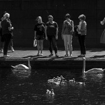 6MK_5295_export_klein Women lovingly watch the duck family